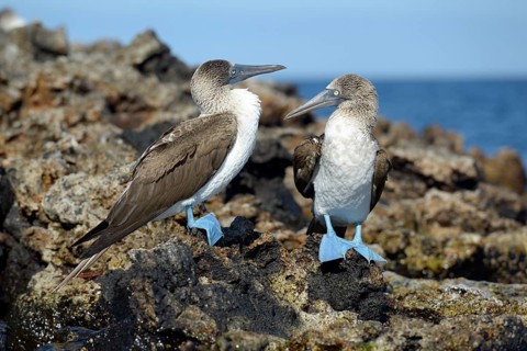 Blue-footed booby (Sula nebouxii)