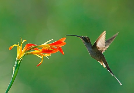 Dandruff imitation (Phaethornis eurynome) drinking at a flower