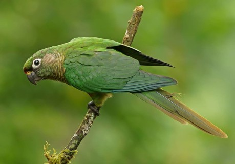 Maroon-bellied Parakeet (Pyrrhura frontalis)