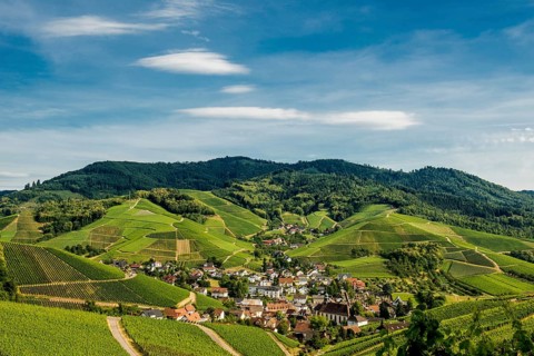 Vineyards