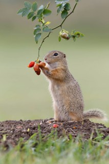 European ground squirrel (Spermophilus citellus) upright