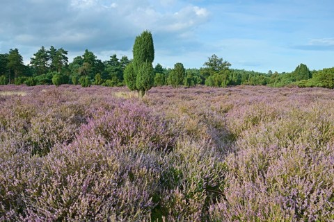 Heather in bloom in a juniper grove