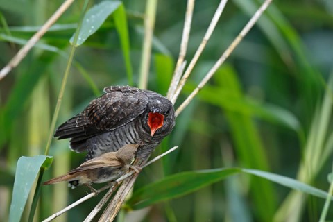 A young Common Cuckoo (Cuculus canorus) is fed by its host