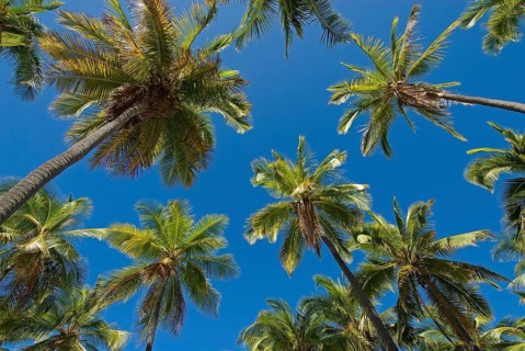 Palm grove