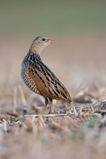 Corncrake (Crex crex)