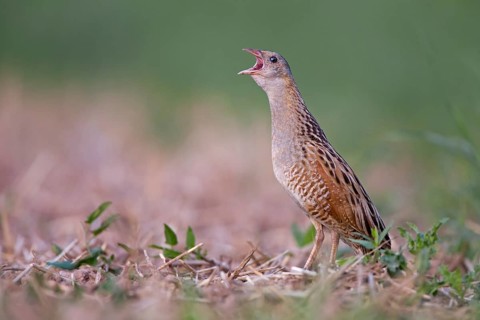 Corncrake (Crex crex)