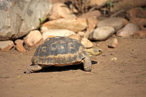 South African Bowsprit Tortoise or Angulate Tortoise (Chersina angulata)