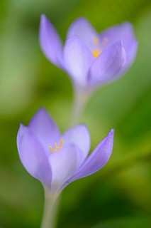 Autumn Crocus (Crocus speciosus)