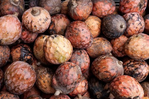 Custard apple (Annona reticulata)
