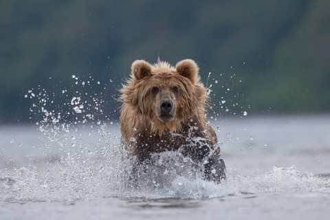 Brown bear (Ursus arctos)