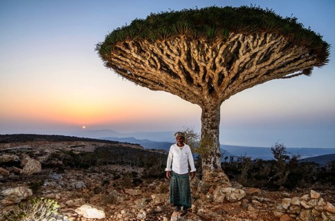 Yemenite man standing in front of a Socotra Dragon Tree or Dragon Blood Tree (Dracaena cinnabari)