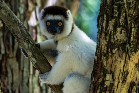 Verreaux's Sifaka (Propithecus verreauxi)