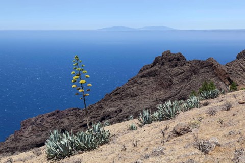 Agaves (Agave) growing on a hillside