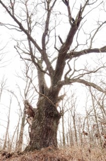 Old English oak (Quercus robur)