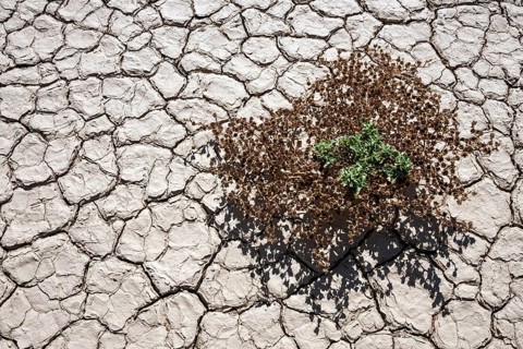 Sparse vegetation on the salt and clay pan