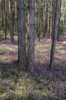 Blooming spring heaths (Erica carnea) in a forest