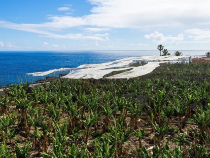 Banana plantation with sunscreens in Puerto Naos