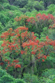 Blooming Cockspur Coral Tree (Erythrina crista-galli)