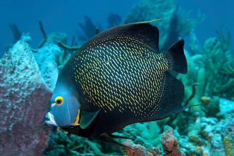 Two French Angelfishes (Pomacanthus paru) above coral reef