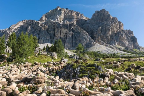 Flock of sheep on Falzarego Pass
