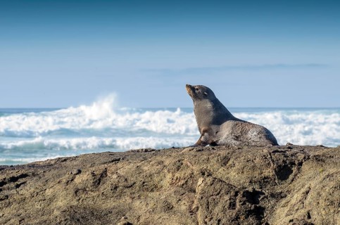 New Zealand Fur Seal (Arctocephalus forsteri)