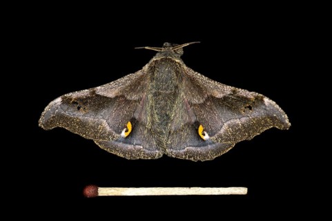 Ludia moth species (Ludia delegorguei)