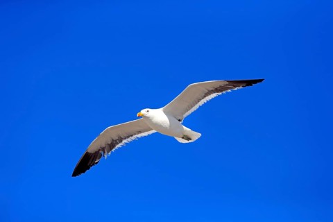 Kelp Gull (Larus dominicanus)