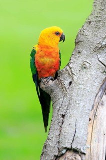 Sun Parakeet (Aratinga solstitialis jandaya)