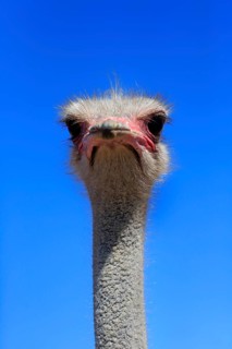 Southern Ostrich (Struthio camelus australis)