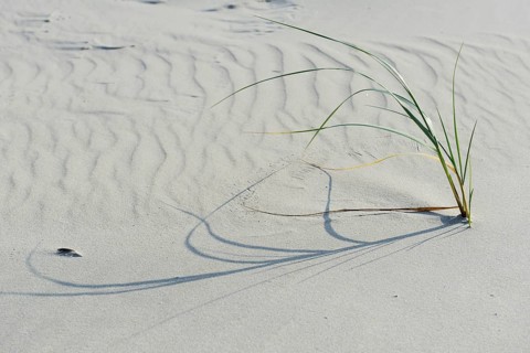 Dune with beach grass (Ammophila arenaria)