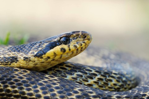 Blotched Snake (Elaphe sauromates)