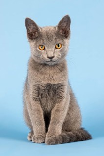 Russian Blue cat