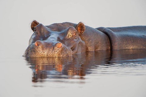 Hippopotamus (Hippopotamus amphibius)