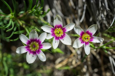 Montiopsis andicola