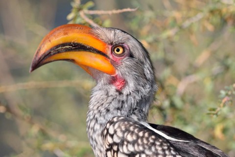 Southern Yellow-billed Hornbill (Tockus leucomelas)