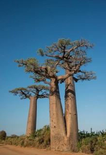 Avenue of the Baobabs