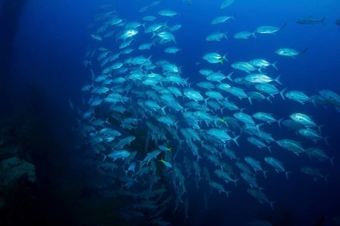 Bigeye Trevally (Caranx sexfasciatus)