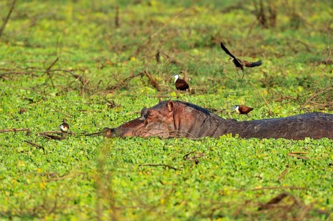 Hippopotamus (Hippopotamuspotamus amphibicus)