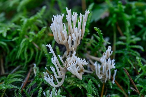White Coral Fungus or Crested Coral Fungus (Clavulina coralloides)