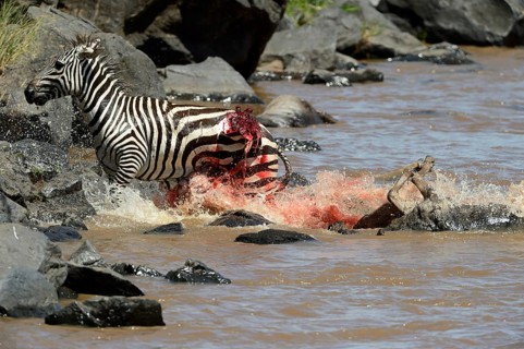 Plains Zebra (Equus quagga)