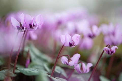 Eastern Cyclamen (Cyclamen coum)