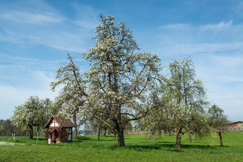Blossoming fruit tree in spring