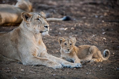 Asiatic lion (Panthera leo persica)