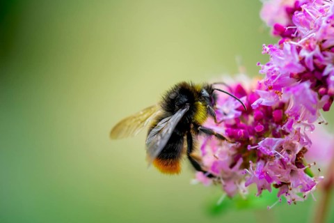 Bumblebee (Bombus) on a purple blossom
