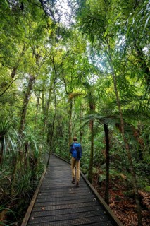 Young man on hiking trail in Kauri Forest
