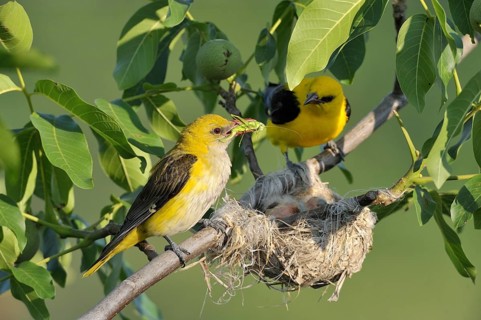 Golden Orioles (Oriolus oriolus)