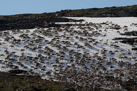 Reindeer (Rangifer tarandus) crossing a snowfield