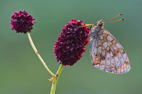 Lesser Marbled Fritillary (Brenthis ino)