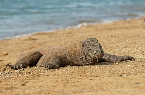 Komodo Dragon (Varanus komodoensis)