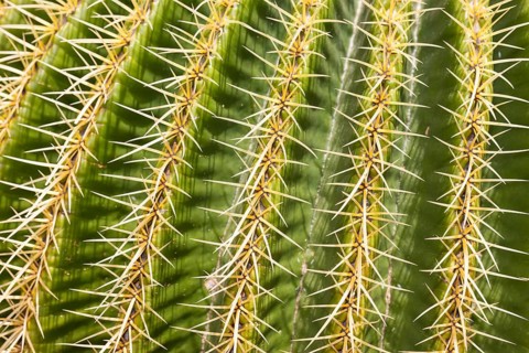 Giant Barrel Cactus (Echinocactus platyacanthus)